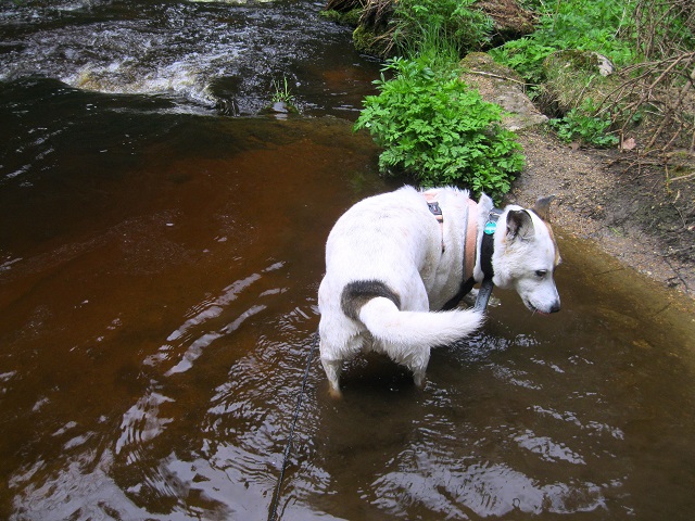 Foto: Andreas Koller / Wandertour / Bärentrail und die Kraft des Wassers (793m) / 26.04.2022 01:23:50