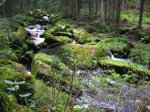 Foto: Andreas Koller / Wandertour / Bärentrail und die Kraft des Wassers (793m) / 26.04.2022 01:23:28