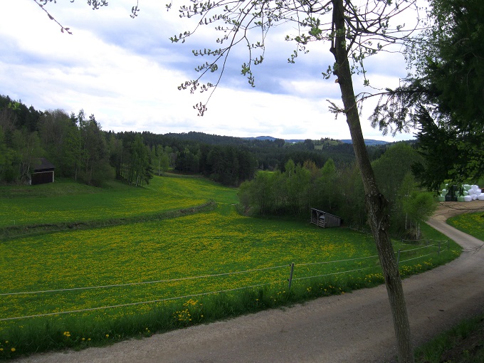 Foto: Andreas Koller / Wandertour / Bärentrail und die Kraft des Wassers (793m) / 26.04.2022 01:21:21