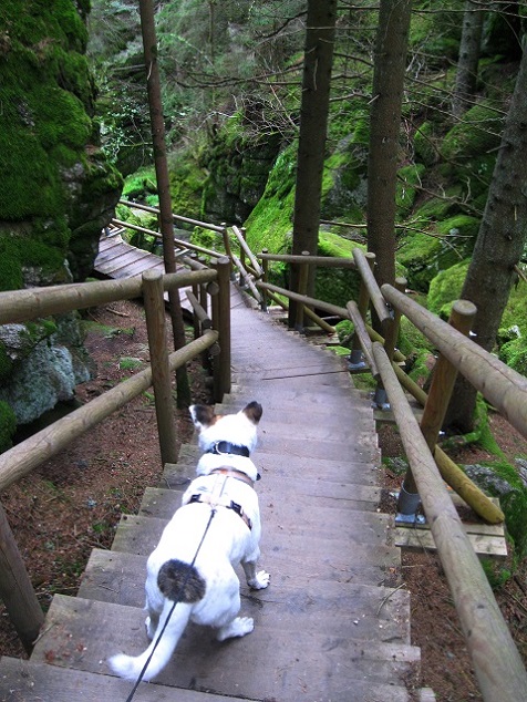 Foto: Andreas Koller / Wandertour / Bärentrail und die Kraft des Wassers (793m) / 26.04.2022 01:20:53