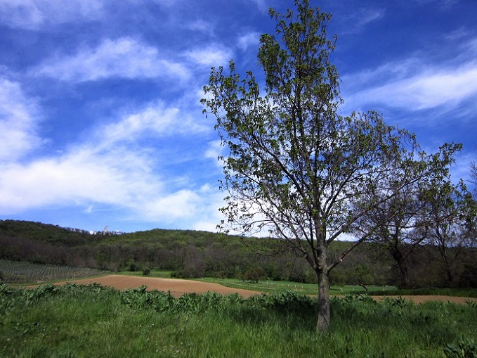 Foto: Andreas Koller / Wandertour / Hauptstadtblick von der Königswarte (344m) / Von Berg zur Königswarte / 22.06.2022 01:13:01