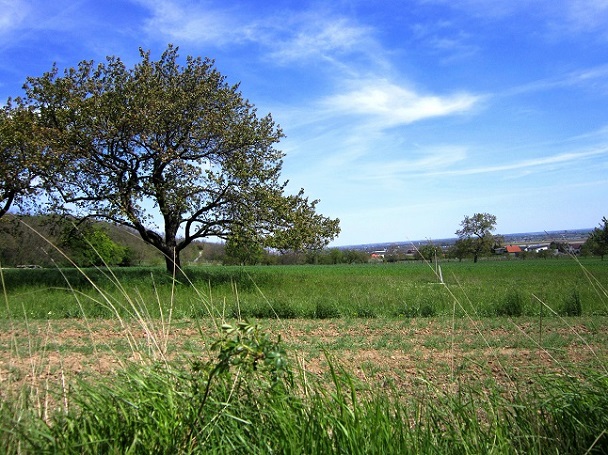 Foto: Andreas Koller / Wandertour / Hauptstadtblick von der Königswarte (344m) / 22.06.2022 01:12:10