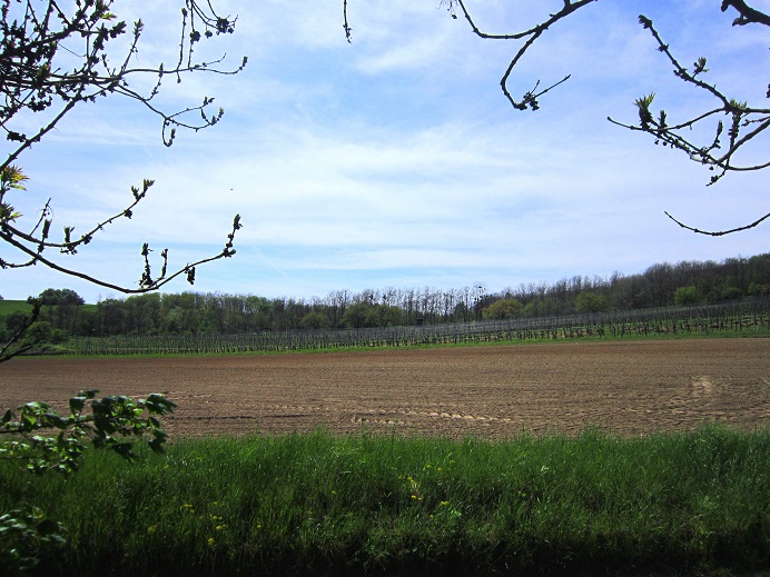 Foto: Andreas Koller / Wandertour / Hauptstadtblick von der Königswarte (344m) / 22.06.2022 01:11:56