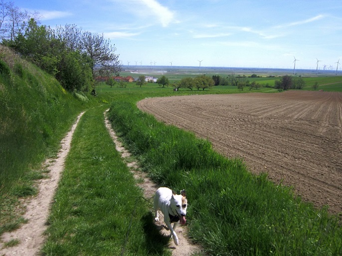 Foto: Andreas Koller / Wandertour / Hauptstadtblick von der Königswarte (344m) / 22.06.2022 01:11:47