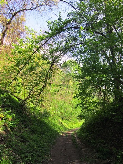 Foto: Andreas Koller / Wandertour / Hauptstadtblick von der Königswarte (344m) / 22.06.2022 01:11:31