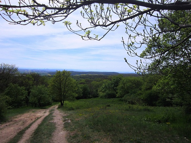 Foto: Andreas Koller / Wandertour / Hauptstadtblick von der Königswarte (344m) / 22.06.2022 01:11:05