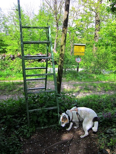 Foto: Andreas Koller / Wandertour / Hauptstadtblick von der Königswarte (344m) / Hier würde es zur Ruine Pottenburg gehen / 22.06.2022 01:07:41