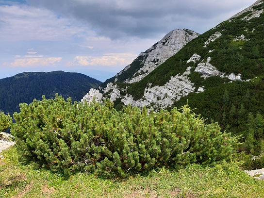 Foto: Wolfgang Dröthandl / Wandertour / Hochobir vom Schaidasattel / Blick zurück auf den Gipfelkegel des Hochobir vom Simon Rieger - Steig / 02.09.2022 14:54:32