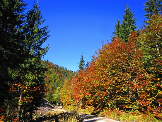 Foto: Andreas Koller / Wandertour / Am Mariazeller Gründerweg auf den Großen Zellerhut (1639m) / 24.11.2022 23:52:29