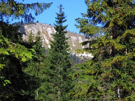 Foto: Andreas Koller / Wandertour / Am Mariazeller Gründerweg auf den Großen Zellerhut (1639m) / 24.11.2022 23:52:24