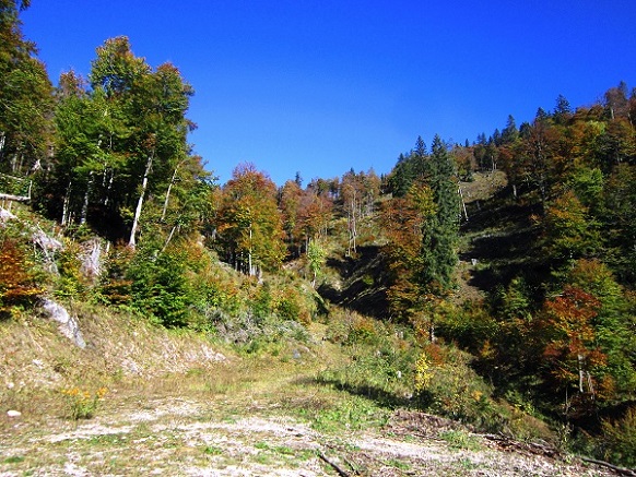 Foto: Andreas Koller / Wandertour / Am Mariazeller Gründerweg auf den Großen Zellerhut (1639m) / 24.11.2022 23:50:55