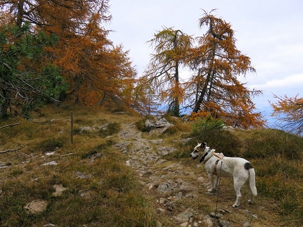 Foto: Andreas Koller / Wandertour / Vom Mendelpass auf den Penegal (1737m) / 16.01.2023 23:37:52
