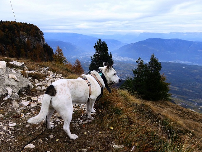 Foto: Andreas Koller / Wandertour / Vom Mendelpass auf den Penegal (1737m) / 16.01.2023 23:34:51