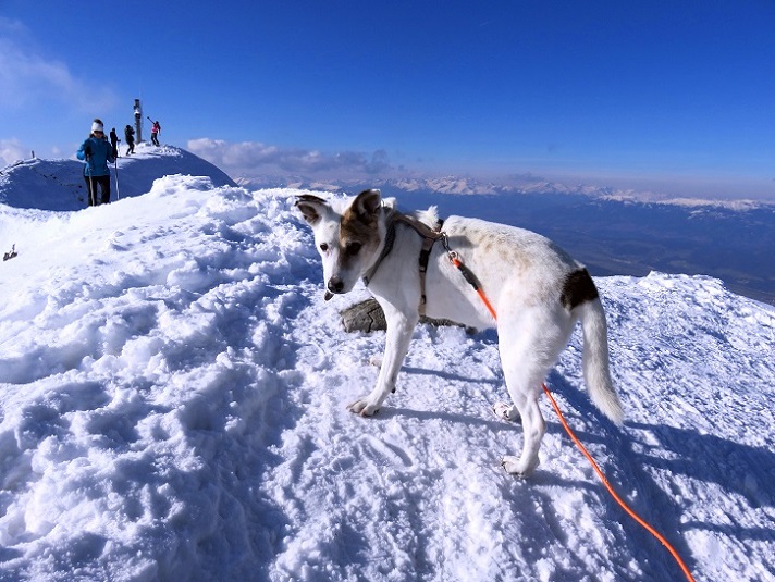 Foto: Andreas Koller / Schneeschuhtour / Panorama-Schneeschuhtour auf den Dobratsch (2166m) / Gipfel Dobratsch / 18.04.2023 01:40:51