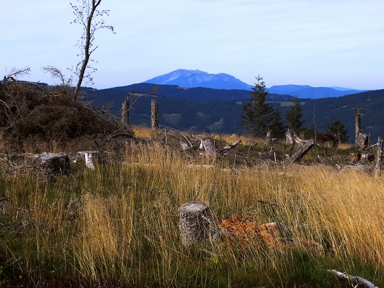 Foto: Andreas Koller / Wandertour / Gemütliche Grenzwanderung auf den Niederwechsel (1669m) / 04.05.2023 01:01:31