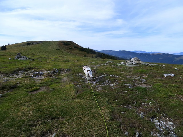 Foto: Andreas Koller / Wandertour / Gemütliche Grenzwanderung auf den Niederwechsel (1669m) / 04.05.2023 01:00:49