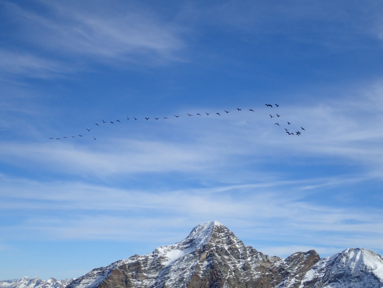 Foto: Manfred Karl / Wandertour / Morgenkofel, 3073 m / 17.06.2023 08:33:08