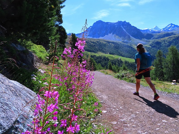 Foto: Andreas Koller / Wandertour / Le Touno (3018m) / 08.07.2023 02:10:16