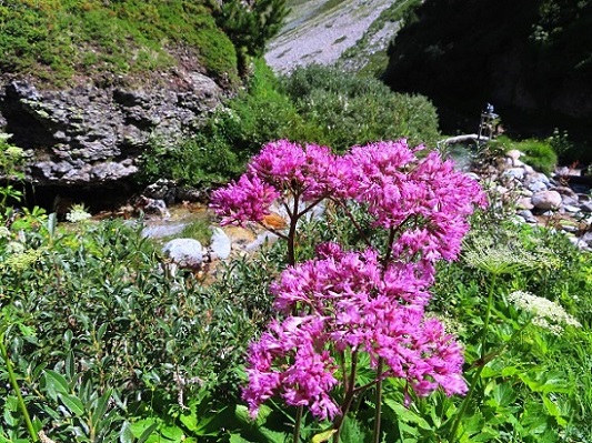 Foto: Andreas Koller / Wandertour / Le Touno (3018m) / 08.07.2023 02:08:56