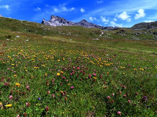 Foto: Andreas Koller / Wandertour / Le Touno (3018m) / 08.07.2023 02:01:39