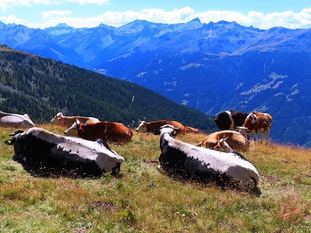 Foto: Andreas Koller / Wandertour / Illhorn - Aussichtskanzel über dem Rhonetal (2717m) / 08.09.2023 00:39:15