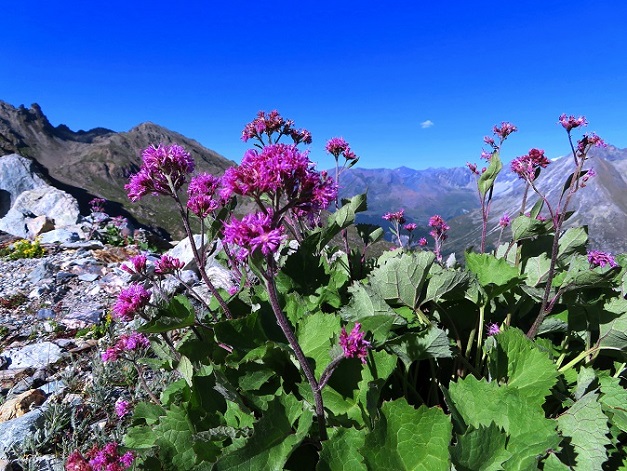 Foto: Andreas Koller / Wandertour / Mont de lŽEtoile (3370m) / 23.09.2023 21:06:51
