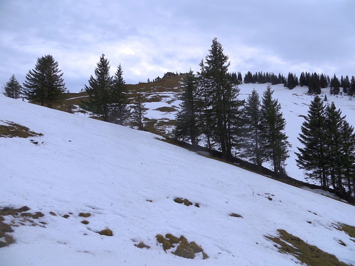 Foto: Andreas Koller / Skitour / Jägerkamp über die Schnittlauchmoosalm (1748m) / Rauhkopf / 21.01.2024 00:17:40