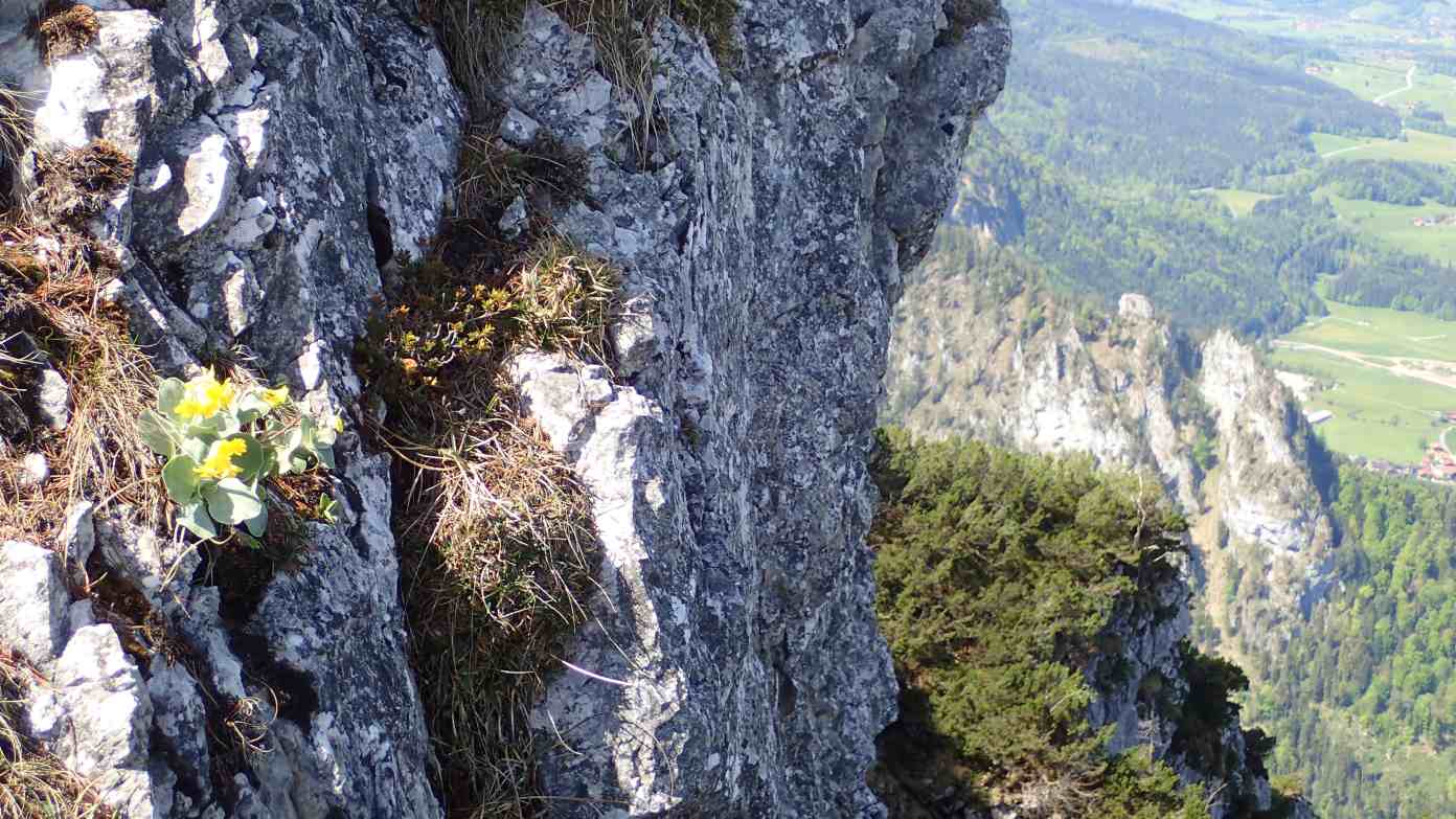 Foto: Manfred Karl / Wandertour / Über die Himmelsleiter auf das Gruberhörndl (1493 m) / Aurikelblüte / 08.05.2024 11:37:19