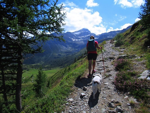 Foto: Andreas Koller / Wandertour / Aussichtsberg Bistinehorn (2503m) / 25.06.2024 02:13:56