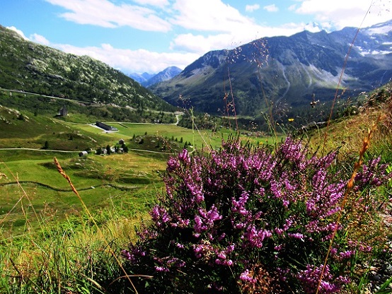 Foto: Andreas Koller / Wandertour / Aussichtsberg Bistinehorn (2503m) / 25.06.2024 02:13:51