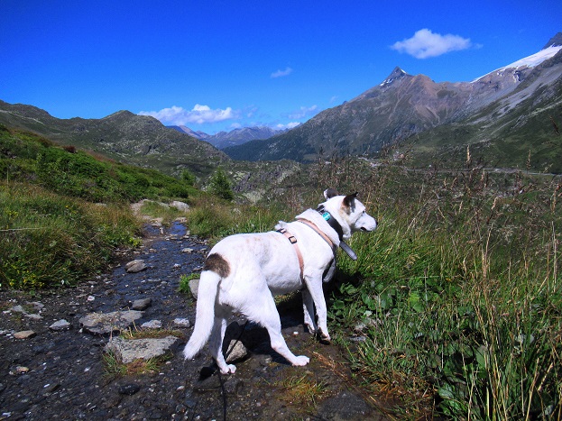 Foto: Andreas Koller / Wandertour / Aussichtsberg Bistinehorn (2503m) / 25.06.2024 02:13:03