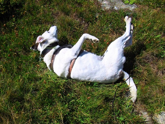 Foto: Andreas Koller / Wandertour / Aussichtsberg Bistinehorn (2503m) / 25.06.2024 02:12:52