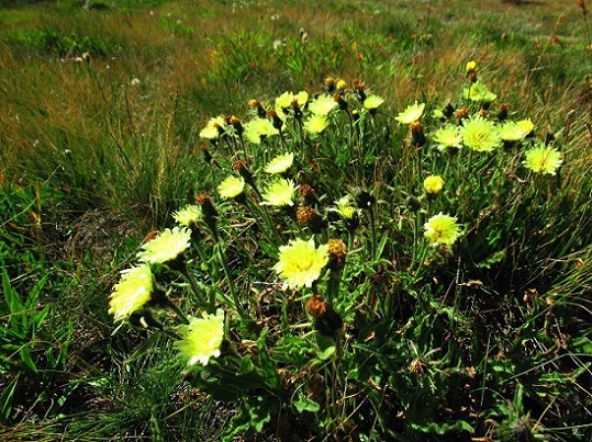 Foto: Andreas Koller / Wandertour / Aussichtsberg Bistinehorn (2503m) / 25.06.2024 02:12:42