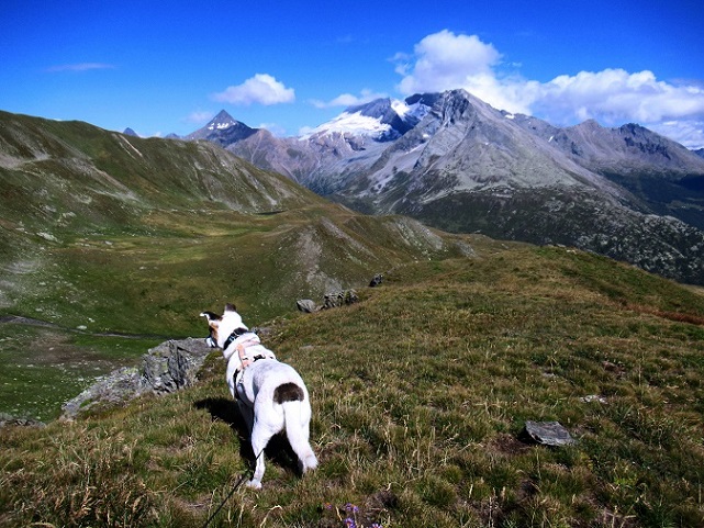 Foto: Andreas Koller / Wandertour / Aussichtsberg Bistinehorn (2503m) / 25.06.2024 02:09:00
