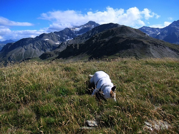 Foto: Andreas Koller / Wandertour / Aussichtsberg Bistinehorn (2503m) / 25.06.2024 02:08:26