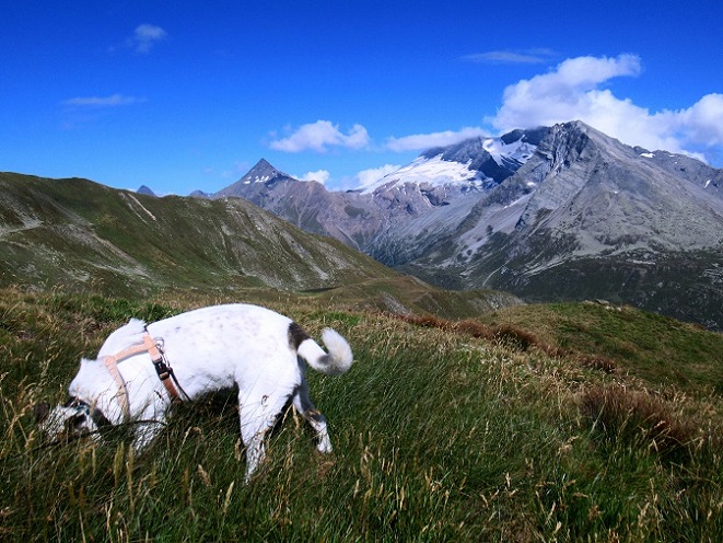 Foto: Andreas Koller / Wandertour / Aussichtsberg Bistinehorn (2503m) / 25.06.2024 02:07:39