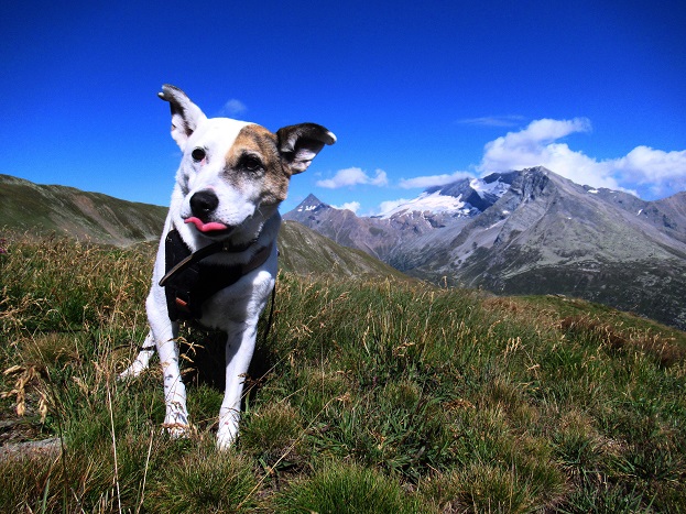 Foto: Andreas Koller / Wandertour / Aussichtsberg Bistinehorn (2503m) / 25.06.2024 02:07:22