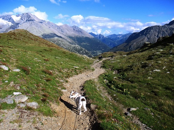 Foto: Andreas Koller / Wandertour / Aussichtsberg Bistinehorn (2503m) / 25.06.2024 02:06:44
