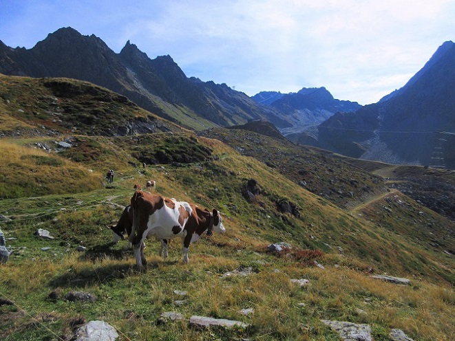 Foto: Andreas Koller / Klettersteigtour / Via ferrata des Gentianes: Route Edelweiss (3041m) / 29.06.2024 00:00:19