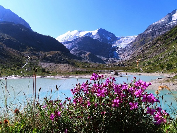 Foto: Andreas Koller / Wandertour / Schöllihorn (3500m) / 06.09.2024 00:35:51