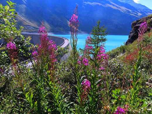 Foto: Andreas Koller / Wandertour / Becs de Bosson vom Lac de Moiry (3149m) / 27.09.2024 02:02:31