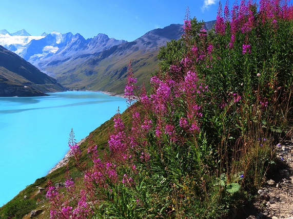 Foto: Andreas Koller / Wandertour / Becs de Bosson vom Lac de Moiry (3149m) / 27.09.2024 02:02:26