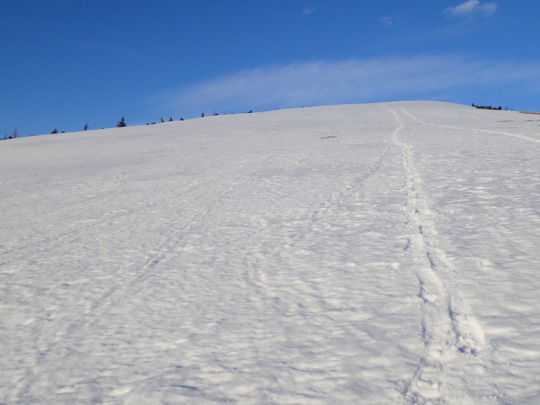 Foto: Manfred Karl / Schneeschuhtour / Aus der Taugl auf den Schlenkstein (1603 m) / 23.05.2025 15:40:49