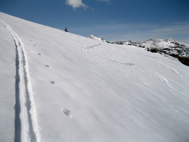 Foto: Andreas Koller / Skitour / Planneralm und Kleiner Rotbühel (1913m) / 10.05.2025 22:55:23