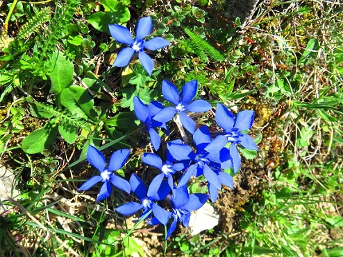 Foto: Andreas Koller / Wandertour / Winklmoosalm Spaziergang (1610m) / 21.06.2025 15:46:43