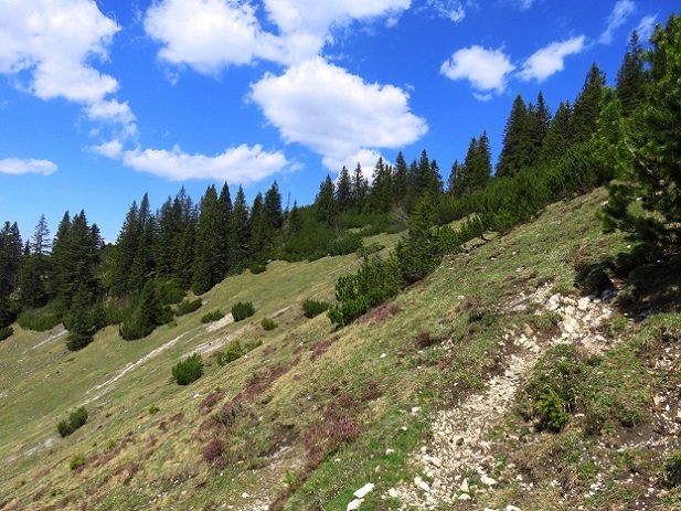 Foto: Andreas Koller / Wandertour / Winklmoosalm Spaziergang (1610m) / Weiterweg von der Lembergschneid zum Dürrnbacheck / 21.06.2025 15:45:37