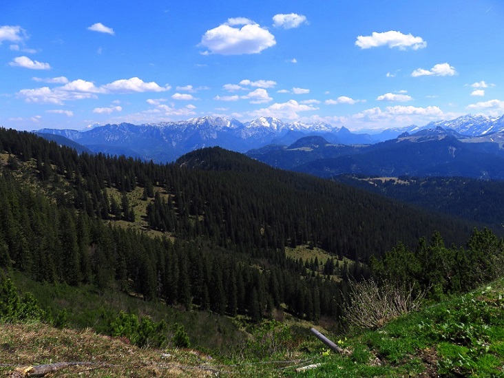Foto: Andreas Koller / Wandertour / Winklmoosalm Spaziergang (1610m) / 21.06.2025 15:44:13