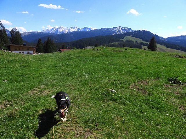Foto: Andreas Koller / Wandertour / Winklmoosalm Spaziergang (1610m) / Rückkehr zur Winklmoosalm / 21.06.2025 15:42:54