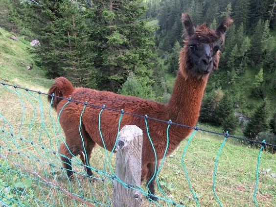 Foto: Andreas Koller / Klettersteigtour / Klettersteig Allmenalp - Kandersteg (1725m) / Ein Einheimischer??? ?? / 25.06.2025 17:44:02