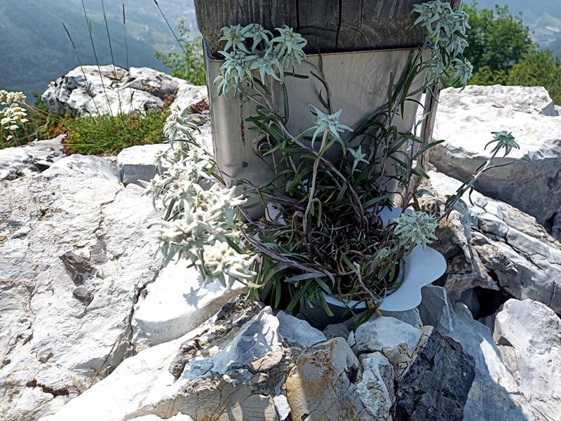 Foto: Wolfgang Lauschensky / Wandertour / Cima San Giorgio - Cima Palone - Tre Sorelle Runde / Trentiner Edelweiß / 08.07.2025 15:55:50